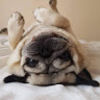 pugyogi